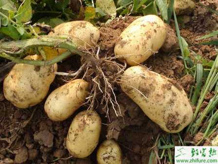 土豆地膜覆蓋栽培技術