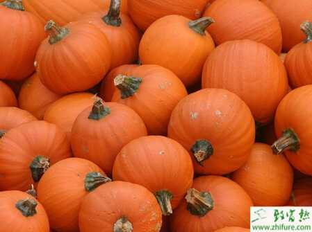 南瓜葉斑病的危害癥狀與預(yù)防