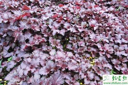 紫蘇怎么栽培可高產