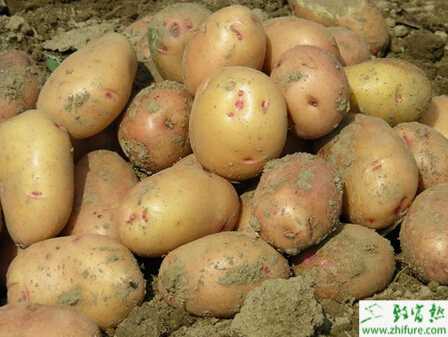 土豆晚疫病的科學(xué)防治