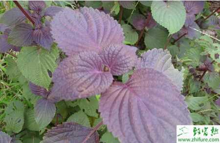 紫蘇的蟲害紅蜘蛛的防治