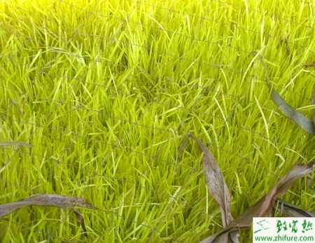 韭黃地膜反季節栽培要點