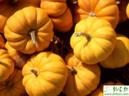 南瓜栽培增產(chǎn)措施