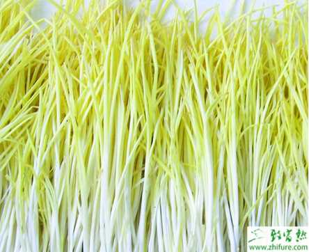 韭黃冬天栽培注意事項