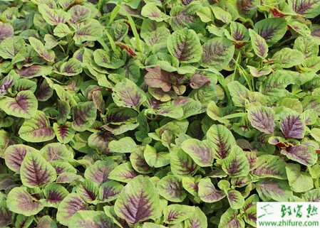 莧菜白銹病如何防治