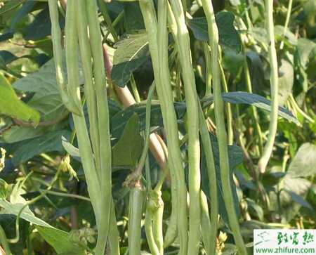 豇豆銹病的介紹與防治