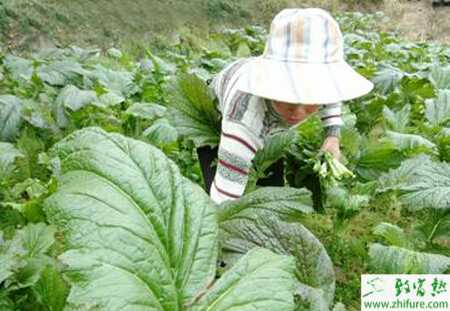 芥菜冬季高產栽培措施
