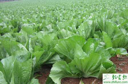 芥菜病害白斑病的綜合防治