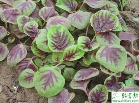 莧菜栽培生產中的注意事項