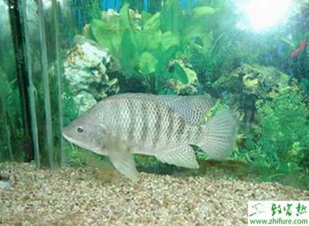 養羅非魚賺錢嗎？怎樣養羅非魚？