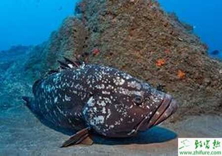 養石斑魚賺錢嗎？養石斑魚技術