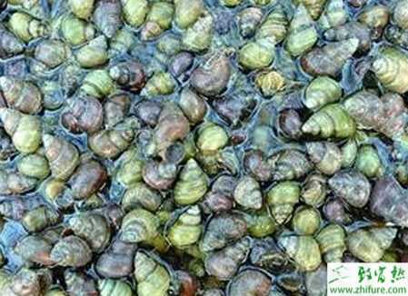 稻田養田螺賺錢嗎？稻田養田螺技術