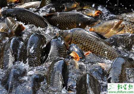 養鯉魚的市場前景