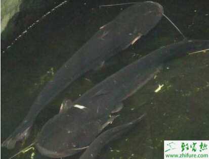 養鯰魚市場前景