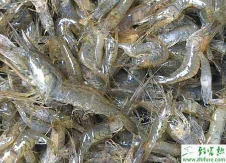 河蝦苗種放養注意事項