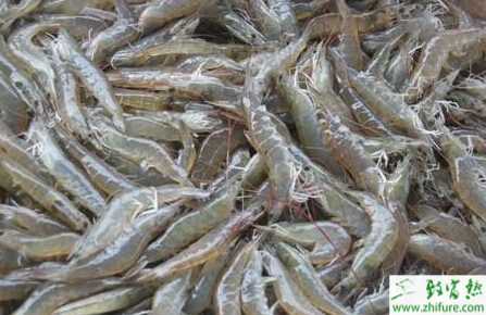 養河蝦賺錢嗎？