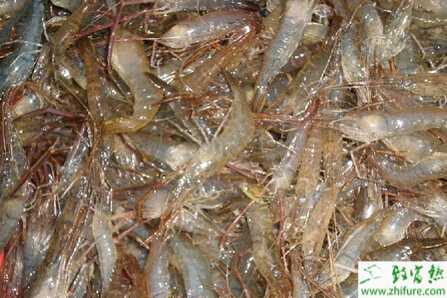 養(yǎng)河蝦的利潤