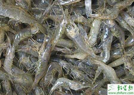 河蝦紅鰓病的原理及防治