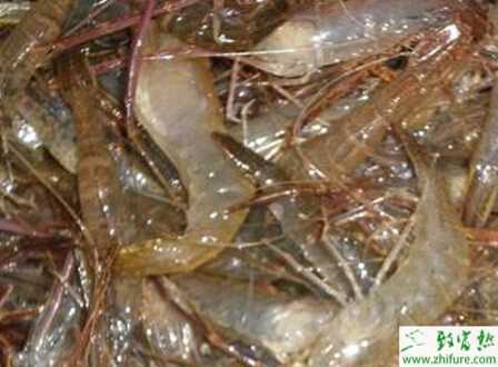 河蝦投餌飼喂注意事項