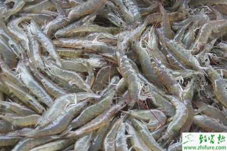 池塘河蝦單養(yǎng)高產(chǎn)要點