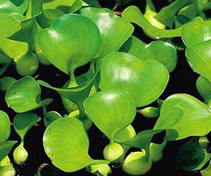 水葫蘆