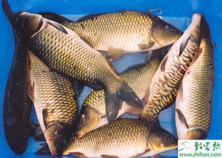 鯉魚豎鱗病如何防止