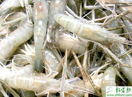 稻田河蝦高效養殖技術