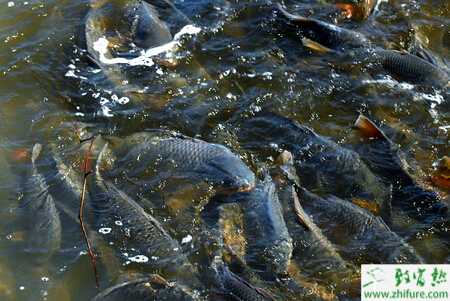 網箱養鯉魚飼料配方及投喂方法