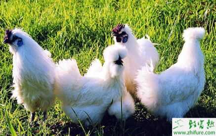 烏雞和普通雞的區別、烏雞蛋和普通雞蛋的區別