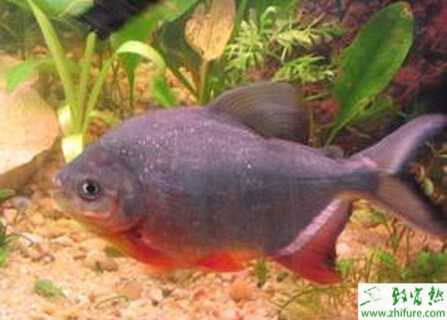 養白鯧魚的市場前景