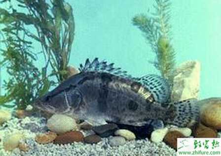 養(yǎng)鱖魚的市場(chǎng)前景