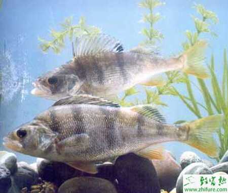 養鱖魚賺錢嗎？