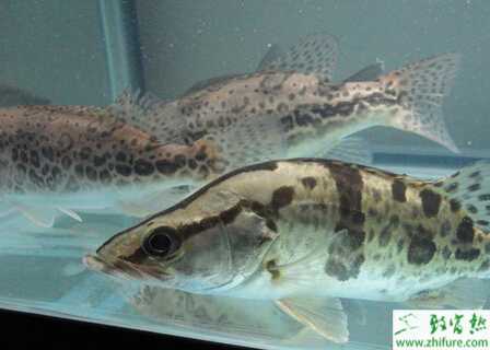 秋養鱖魚的注意事項