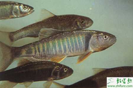 養(yǎng)青魚的市場(chǎng)前景