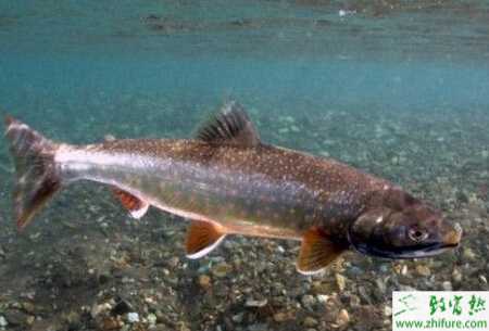 養(yǎng)青魚賺錢嗎？