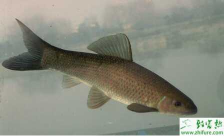 養(yǎng)青魚的利潤