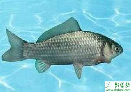 豐產鯽的選種養殖技術
