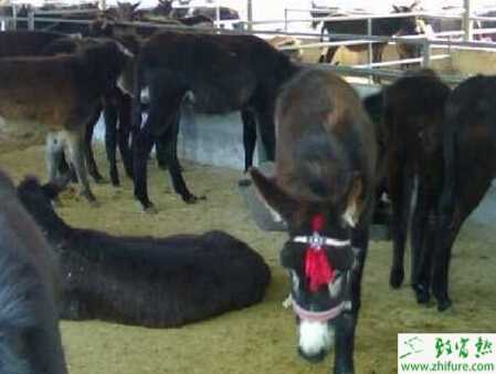 肉用驢育肥的要點有哪些?影響育肥效果的因素有?