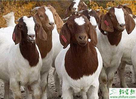 養(yǎng)波爾山羊有什么優(yōu)勢？怎么養(yǎng)？