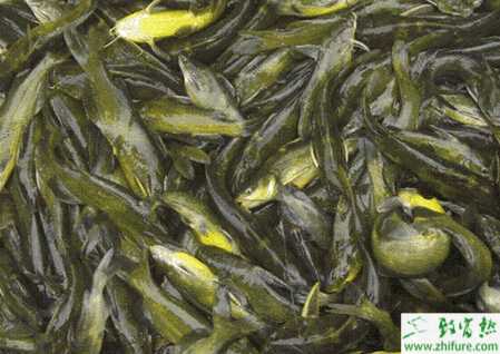 養黃顙魚的利潤