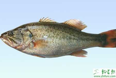 養鱸魚的利潤