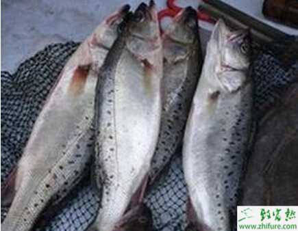 養鱸魚賺錢嗎？