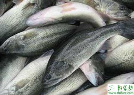 養鱸魚的市場前景