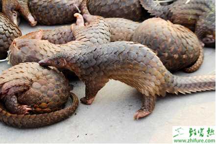 養穿山甲的市場前景