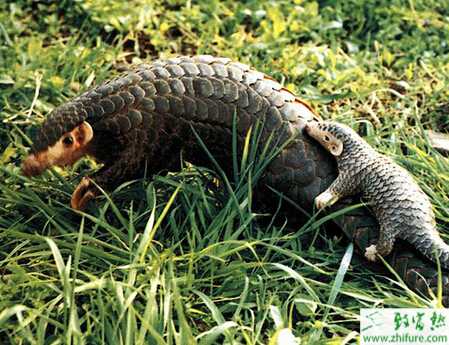 養(yǎng)穿山甲賺錢嗎？