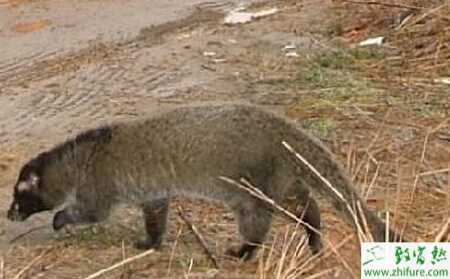 養果子貍的市場前景