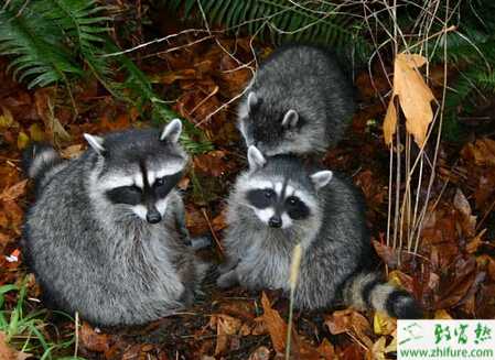 養(yǎng)果子貍的利潤