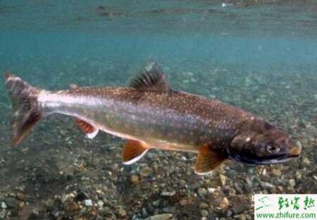 青魚池塘苗種如何培育