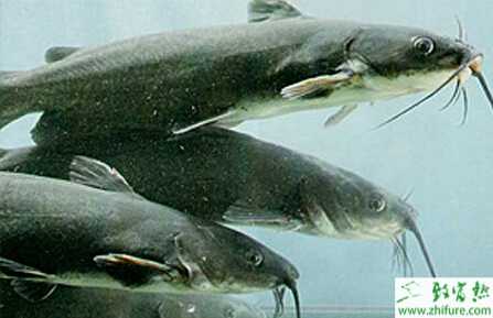 鯰魚常見的七種病害防治