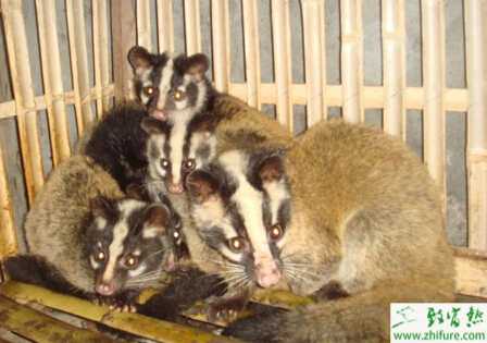 養果子貍賺錢嗎？